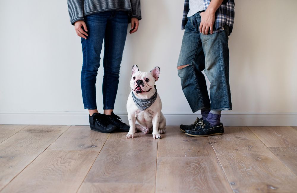 hardwood floors pets Connecticut dog owner guide Image